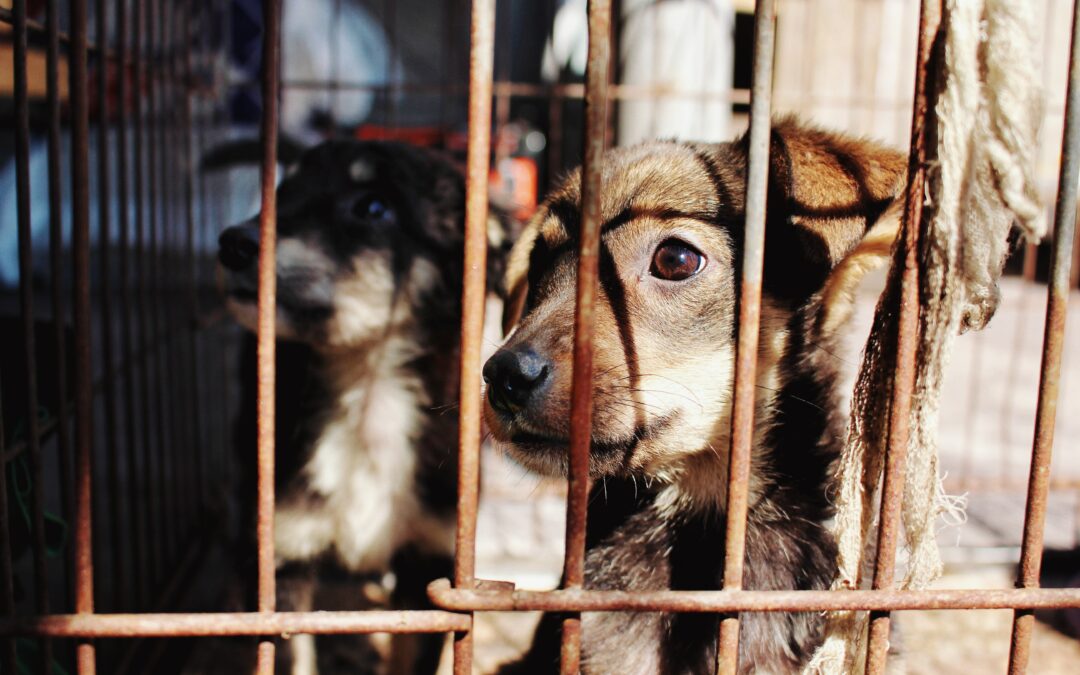 L’évolution récente des sanctions en droit pénal contre la maltraitance animale